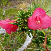 Autumn flower of Cerro Huelde